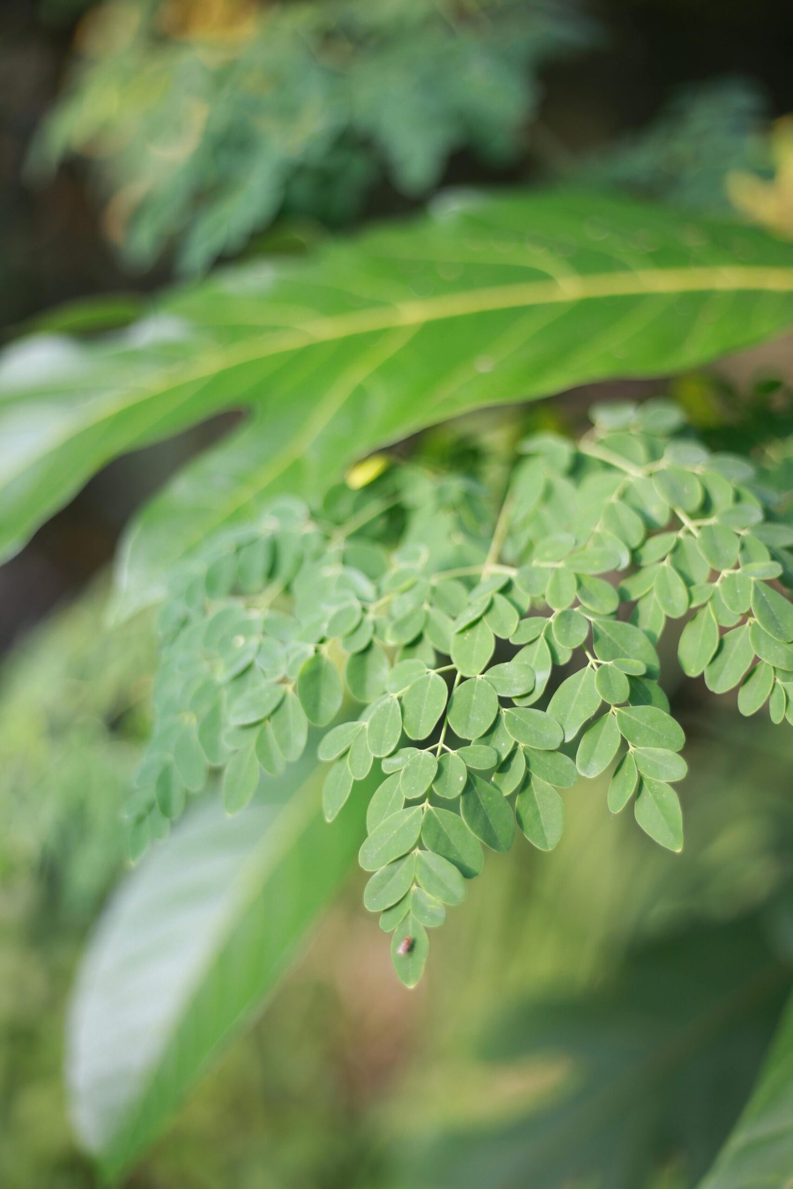 moringa powder benefits for women