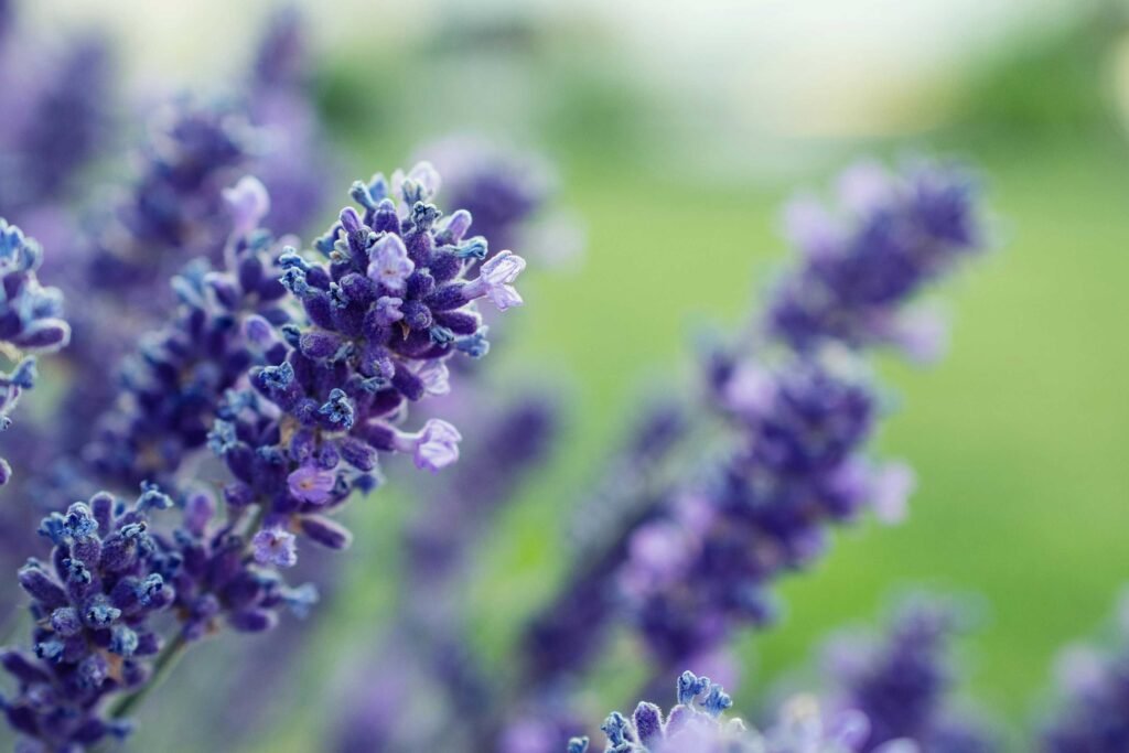 lavender oil wound healing