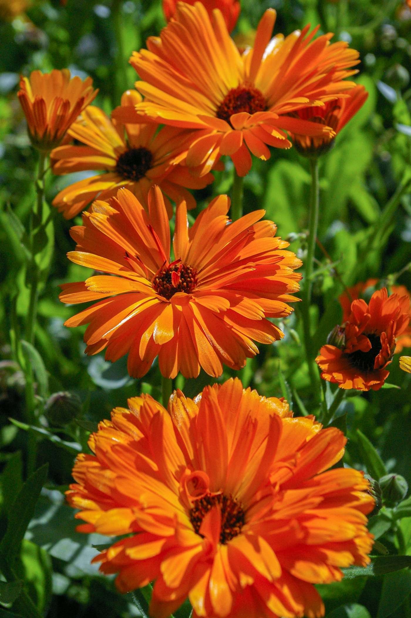 calendula benefits for hair